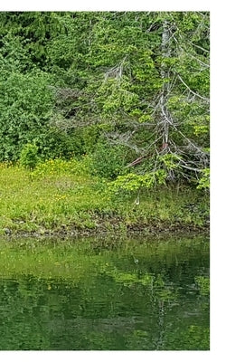 Tahsis Inlet Outlet Revival Anthology 2020 Black and white Edition: Green Antler presents 2020 collected works Paperback Blurb